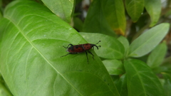 Rhodobaenus