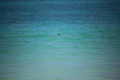 Pterodroma sandwichensis