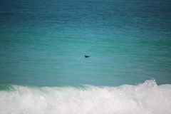 Pterodroma sandwichensis