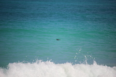 Pterodroma sandwichensis