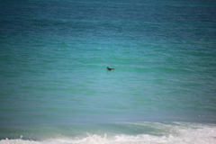 Pterodroma sandwichensis