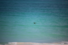 Pterodroma sandwichensis