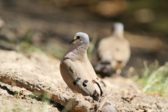 Turtur abyssinicus