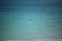 Pterodroma sandwichensis