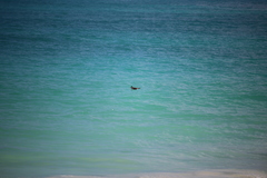 Pterodroma sandwichensis