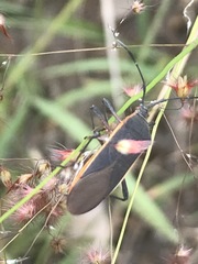 Staluptus marginalis