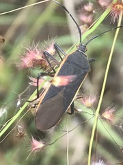 Staluptus marginalis