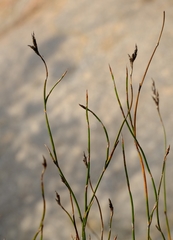 Restio sieberi
