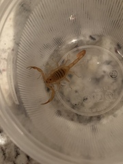 Centruroides sculpturatus