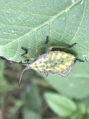 Piezogaster indecorus