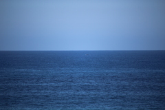 Megaptera novaeangliae