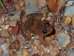 Occidozyga laevis