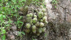 Mammillaria mazatlanensis