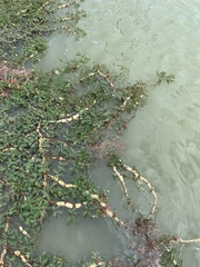 Neptunia oleracea