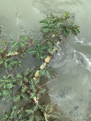 Neptunia oleracea