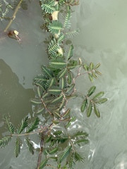 Neptunia oleracea