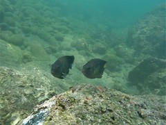 Stegastes flavilatus