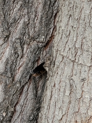 Drymarchon melanurus erebennus