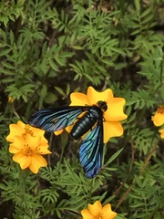 Cyananthrax cyanopterus