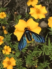 Cyananthrax cyanopterus