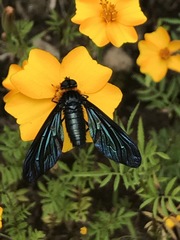 Cyananthrax cyanopterus