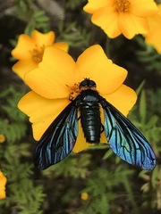 Cyananthrax cyanopterus