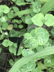 Cyananthrax cyanopterus