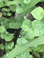 Cyananthrax cyanopterus