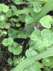 Cyananthrax cyanopterus