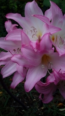 Amaryllis belladonna