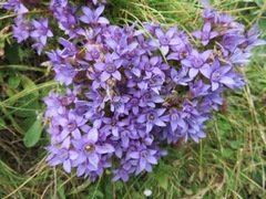 Gentianella germanica