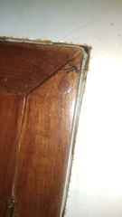 Spartaeus spinimanus