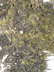 Chiloscyphus aperticaulis