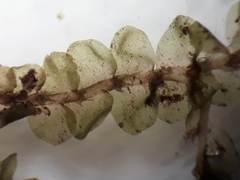 Chiloscyphus aperticaulis