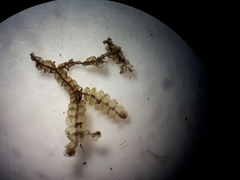 Chiloscyphus aperticaulis