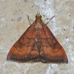 Pyrausta rubricalis