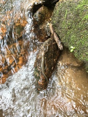 Desmognathus kanawha