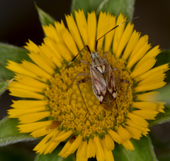 Closterotomus histrio