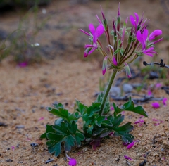 Pelargonium incrassatum
