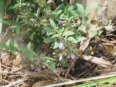 Hygrophila