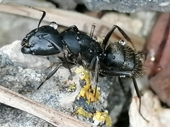 Camponotus saxatilis