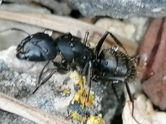 Camponotus saxatilis