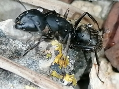 Camponotus saxatilis