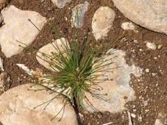 Eleocharis geniculata