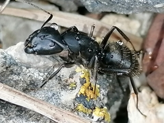 Camponotus saxatilis