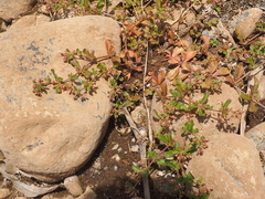 Glinus oppositifolius