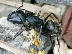 Camponotus saxatilis