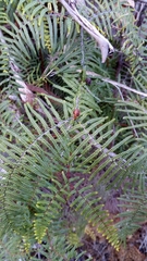 Gleichenia dicarpa