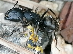 Camponotus saxatilis