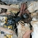 Camponotus saxatilis - Photo 由 Павел Голяков 所上傳的 (c) Павел Голяков，保留部份權利CC BY-NC